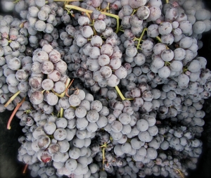 Nebbiolo grapes, actually from Rocche vyd in Barolo Oct 2 2012